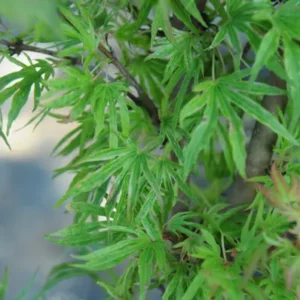 Acer palmatum Abigail Rose