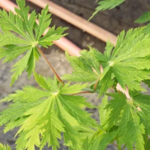 Acer japonicum Aconitifolium