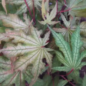 Acer palmatum Aka shigatatsu sawa