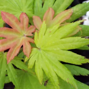 Acer shirasawanum Autumn Moon