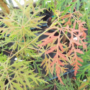 Acer palmatum Baldsmith