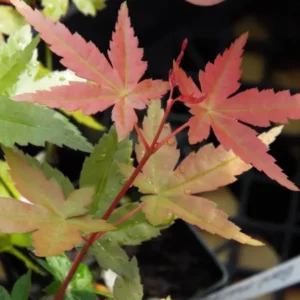 Acer palmatum Beni maiko