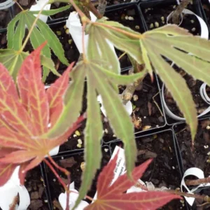 Acer palmatum Beni shi en