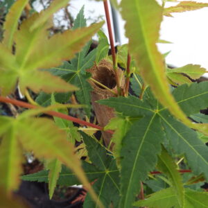 Acer palmatum Beni tsukasa