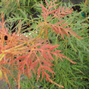 Acer palmatum Bewley's Red