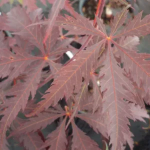 Acer palmatum Black Lace