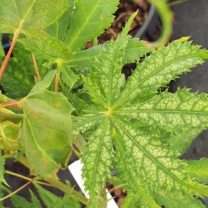 Acer palmatum Blonde Beauty
