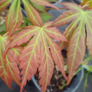 Acer shirasawanum Bronze Age