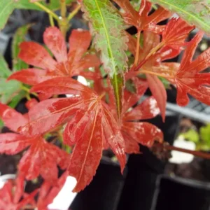 Acer palmatum Carlis Corner