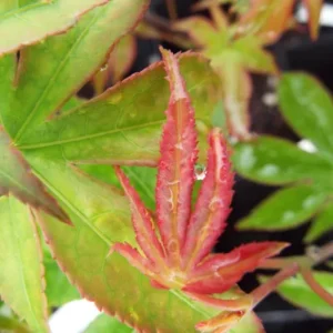 Acer palmatum Christy Ann