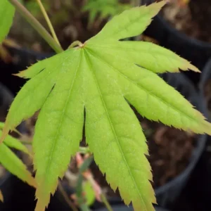 Acer palmatum Chuguji