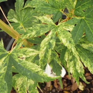 Acer palmatum Cosmos