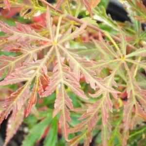 Acer palmatum Crimson Pink