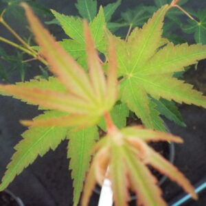 Acer palmatum Dixie Delight