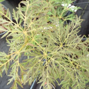 Acer palmatum Dr. Brown