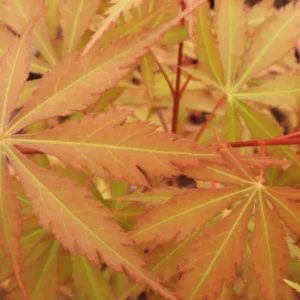 Acer palmatum Dulce