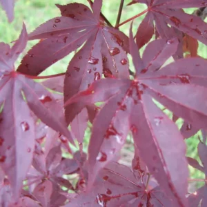 Acer palmatum Emperor 1
