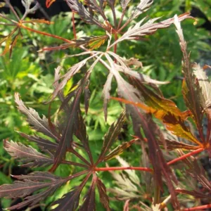 Acer palmatum English Lace