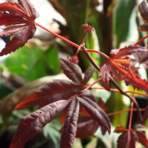 Acer palmatum Englishtown