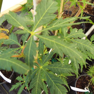 Acer palmatum Fascination