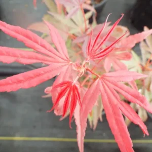 Acer palmatum Fireball