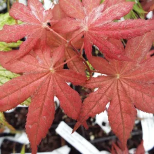Acer palmatum Frosted Purple