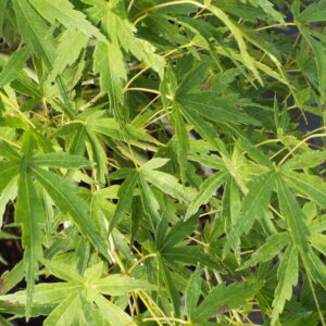 Acer palmatum Garyu