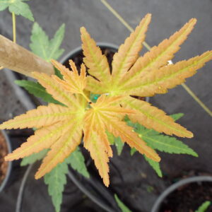 Acer palmatum Gold Digger