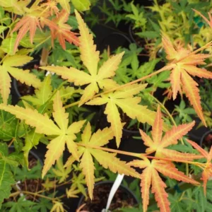 Acer palmatum Golden Falls