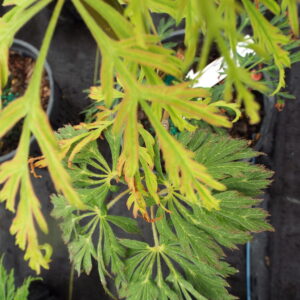 Acer japonicum Green Cascade