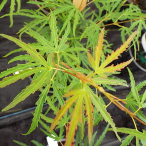 Acer palmatum Green Strap