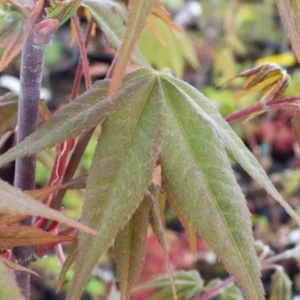 Acer palmatum Green Tea