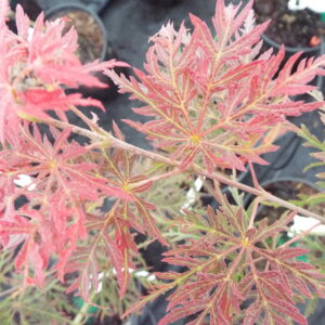 Acer palmatum Heartbeat