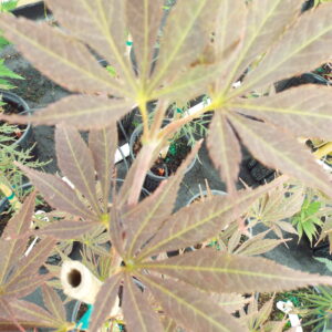 Acer palmatum Hessei