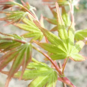 Acer palmatum Ikandi