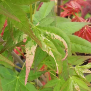Acer palmatum Ilarian