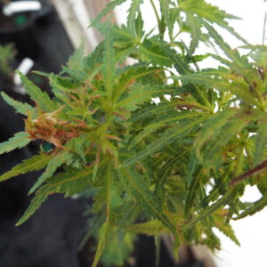 Acer palmatum Incognito
