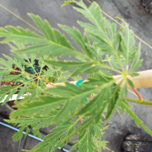 Acer palmatum Jeddeloh Orange