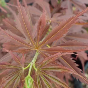 Acer palmatum Jerre Schwartz