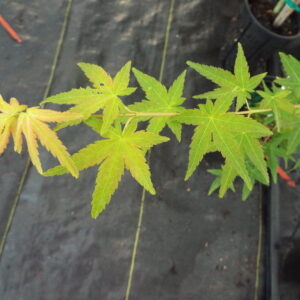 Acer palmatum Kasen nishiki