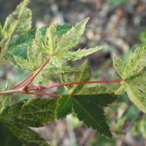 Acer palmatum Komon nishiki