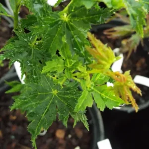 Acer palmatum Krazy Krinkle
