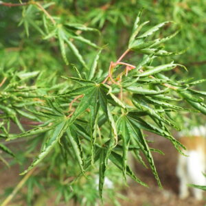 Acer palmatum Kurui jishi