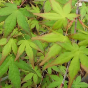 Acer palmatum Looking Glass Falls