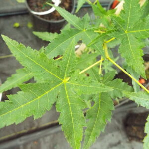 Acer palmatum Mama