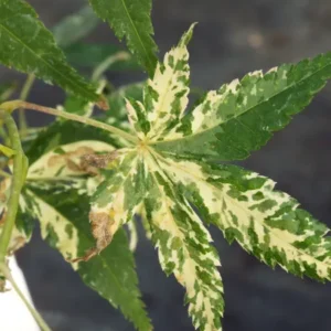 Acer palmatum Mardi Gras