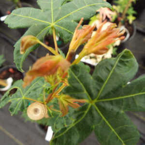 Acer palmatum Masa yoshi
