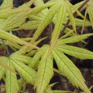 Acer palmatum Miss Maple