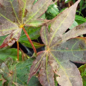Acer palmatum Moonfire
