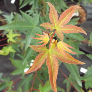 Acer palmatum Murasaki kiyohime